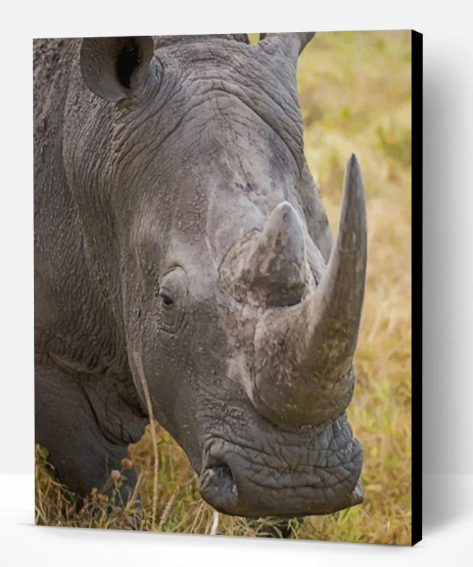 Gray Rhino Animal Paint By Number
