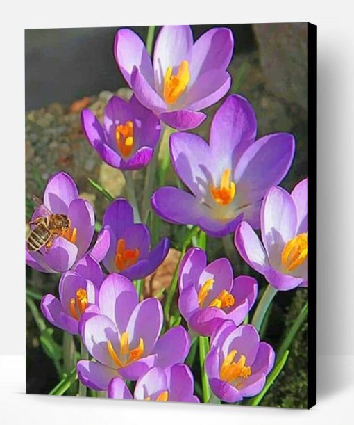 Crocus Vernus Flowers Paint By Number