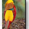 Golden Pheasant Bird Paint By Number