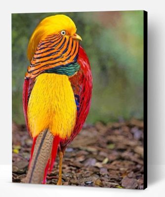 Golden Pheasant Bird Paint By Number