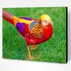 Golden Pheasant Paint By Number