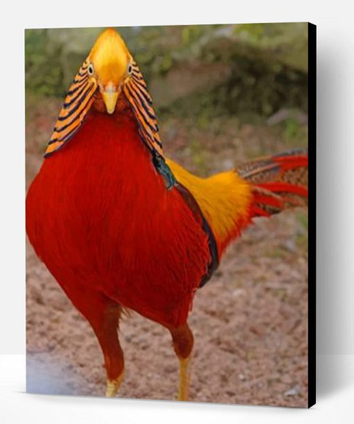 Golden Pheasant Paint By Number