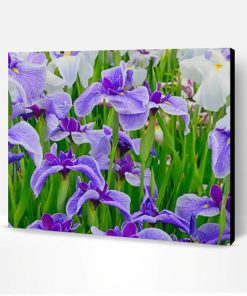 Iris Flower Field Paint By Number