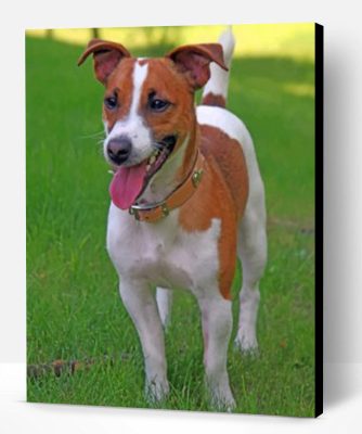 Jack Russell Terrier Paint By Number