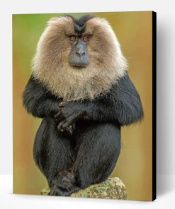 Lion Tailed Macaque Paint By Number