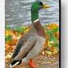 Mallard Duck Bird Paint By Number