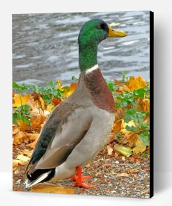 Mallard Duck Bird Paint By Number