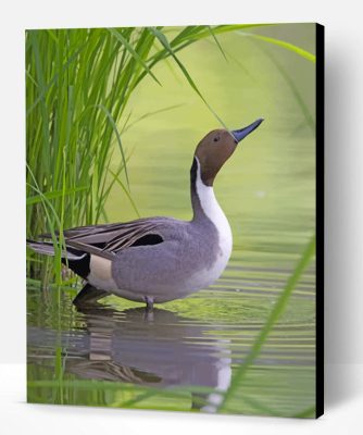 Mallard Duck In River Paint By Number