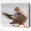 Mourning Dove Bird Paint By Number