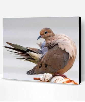 Mourning Dove Bird Paint By Number