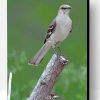 Northern Mockingbird Paint By Number
