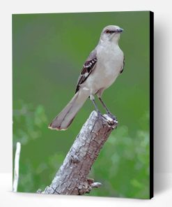 Northern Mockingbird Paint By Number
