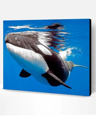 Orca Whale Paint By Number