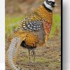 Pheasant Bird Paint By Number