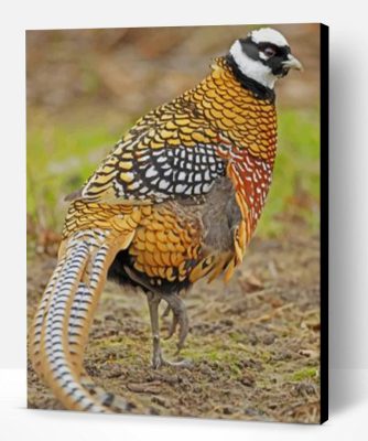 Pheasant Bird Paint By Number