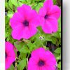 Pink Petunia Paint By Number