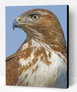 Red Tailed Hawk Bird Paint By Number