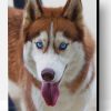 Siberian Husky Paint By Number
