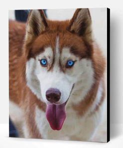 Siberian Husky Paint By Number