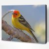 The Western Tanager Bird Paint By Number