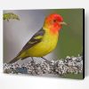 Western Tanager Paint By Number