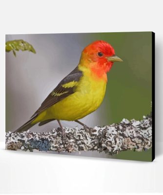 Western Tanager Paint By Number