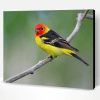 Western Tanager Bird Paint By Number