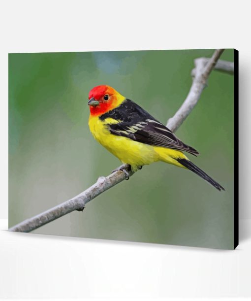 Western Tanager Bird Paint By Number