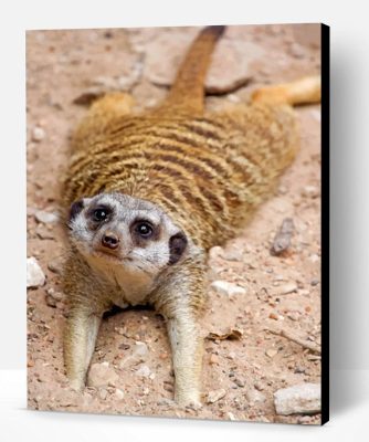 Adorable Meerkat Paint By Number