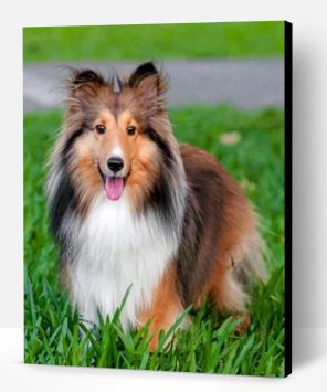 Adorable Sheltie Paint By Number