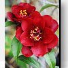 Aesthetic Red Camellia Paint By Number
