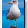 Aestehtic Seagull Bird Paint By Number