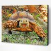 Animal Tortoise Paint By Number