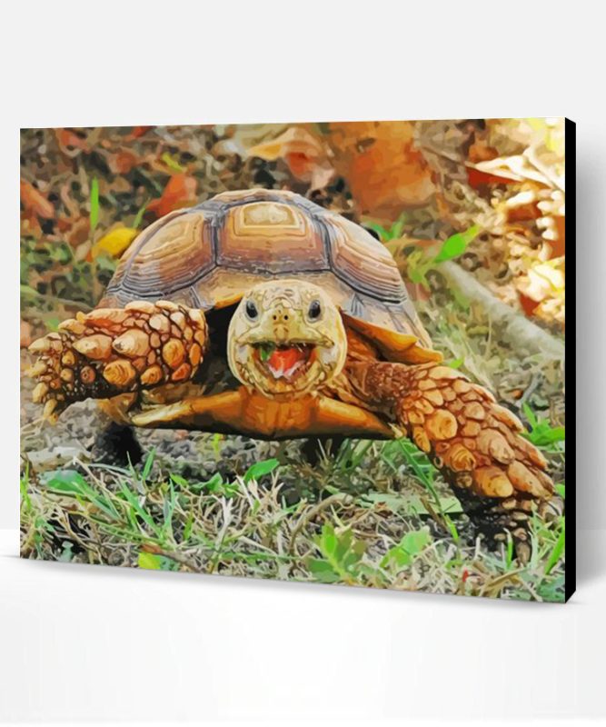 Animal Tortoise Paint By Number