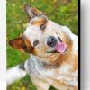 Australian Red Heeler Paint By Number
