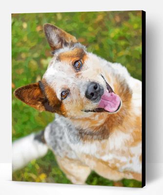 Australian Red Heeler Paint By Number