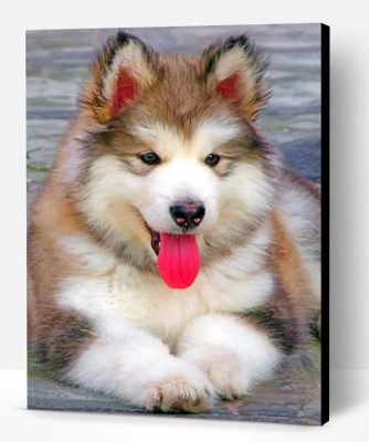 Baby Husky Paint By Numbers