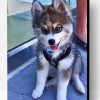 Baby Husky Paint By Numbers
