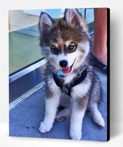 Baby Husky Paint By Numbers
