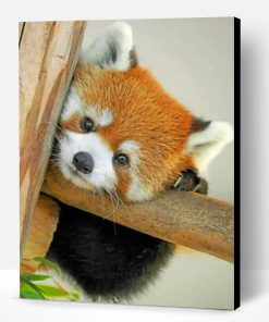 Baby Red Panda Paint By Number