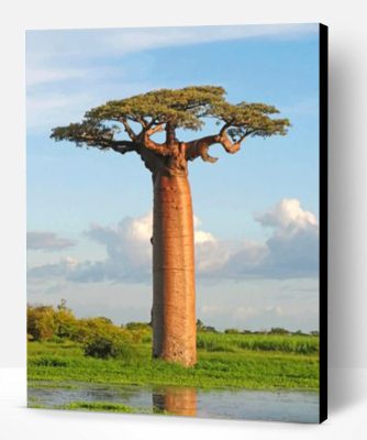 Baobab Tree Paint By Number