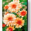Beautiful Chrysanthemum Paint By Number
