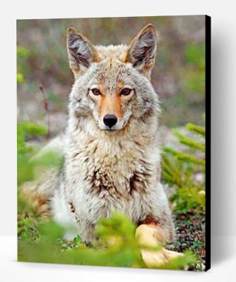 Beautiful Coyote Paint By Number