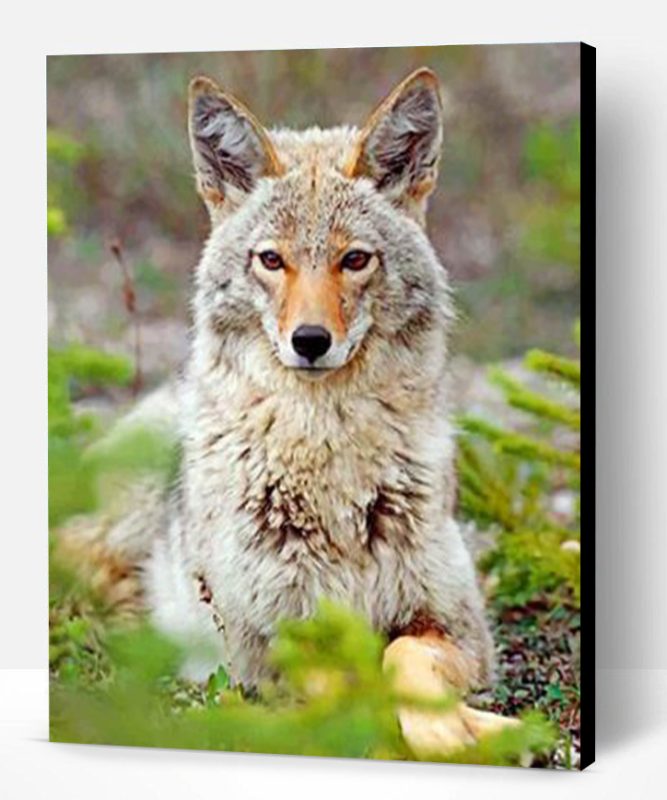 Beautiful Coyote Paint By Number