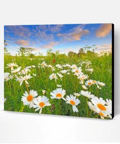 Beautiful Daisies Paint By Number
