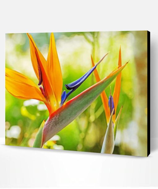 Orange Bird Of Paradise Paint By Number