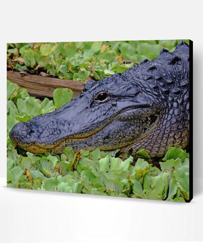 Black Alligator In Swamp Paint By Number