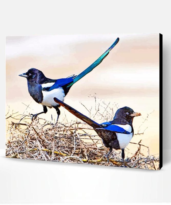Black Billed Magpie Paint By Number