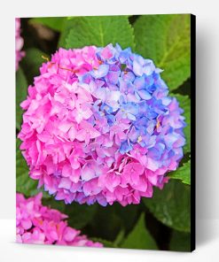 Blue And Pink Hydrangea Paint By Number