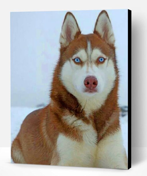 Brown Husky With Blue Eyes Paint By Number